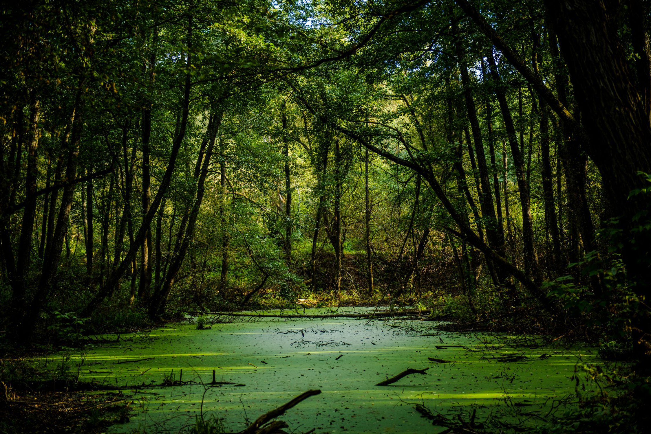 Вечнозеленые болото. Лупишкинское болото. Болотистые леса Румыния. («Лесное болото»),Рейсдала .. Болото трясина Топь.