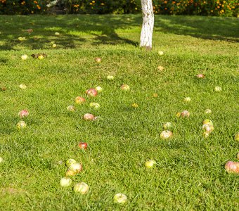 Спелые яблоки в зелёной траве