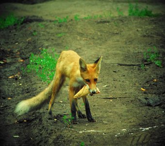 Голодная лисица