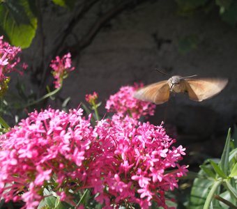 Крымский колибри
