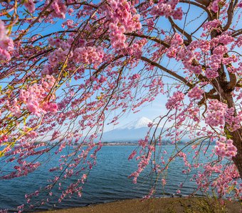 Цвет розовый. Цветение сакуры на озере Кавагути с видом на Фудзи, Япония
