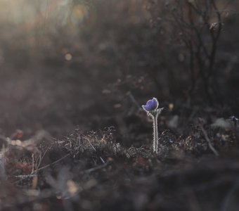 В последний день весны