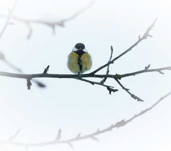 Tit on a branch on a February day