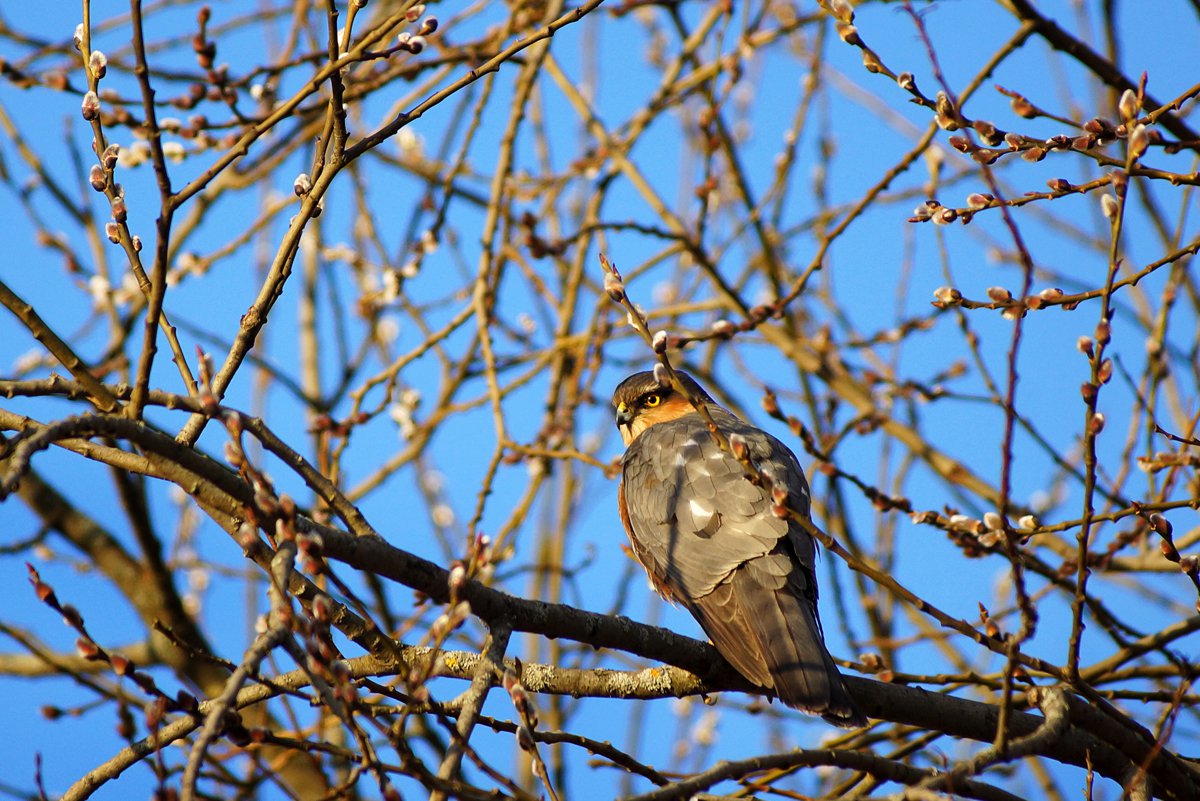 Ястреб-перепелятник