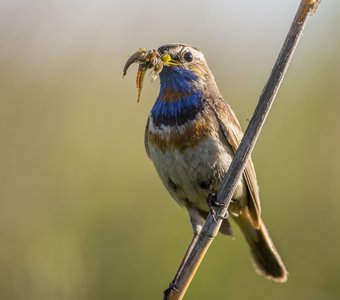 Варакушка самец