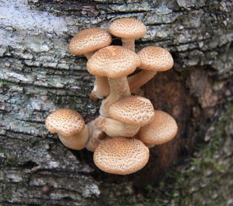 Пластинчатый гриб - Опенок осенний. Armillaria mellea (лат.)