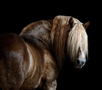 Боготырский конь