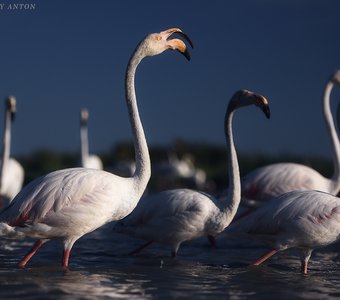 Фламинго в Камарге, Франция