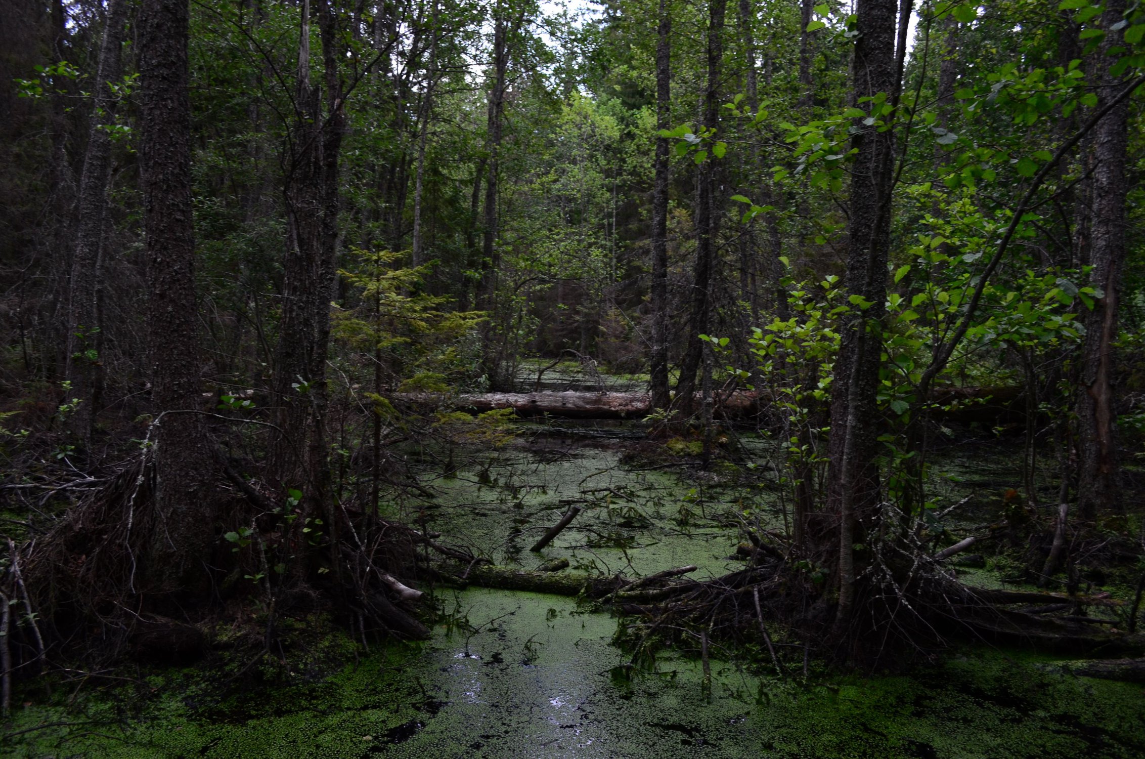 Взгляд на болота... и мурашки по коже
