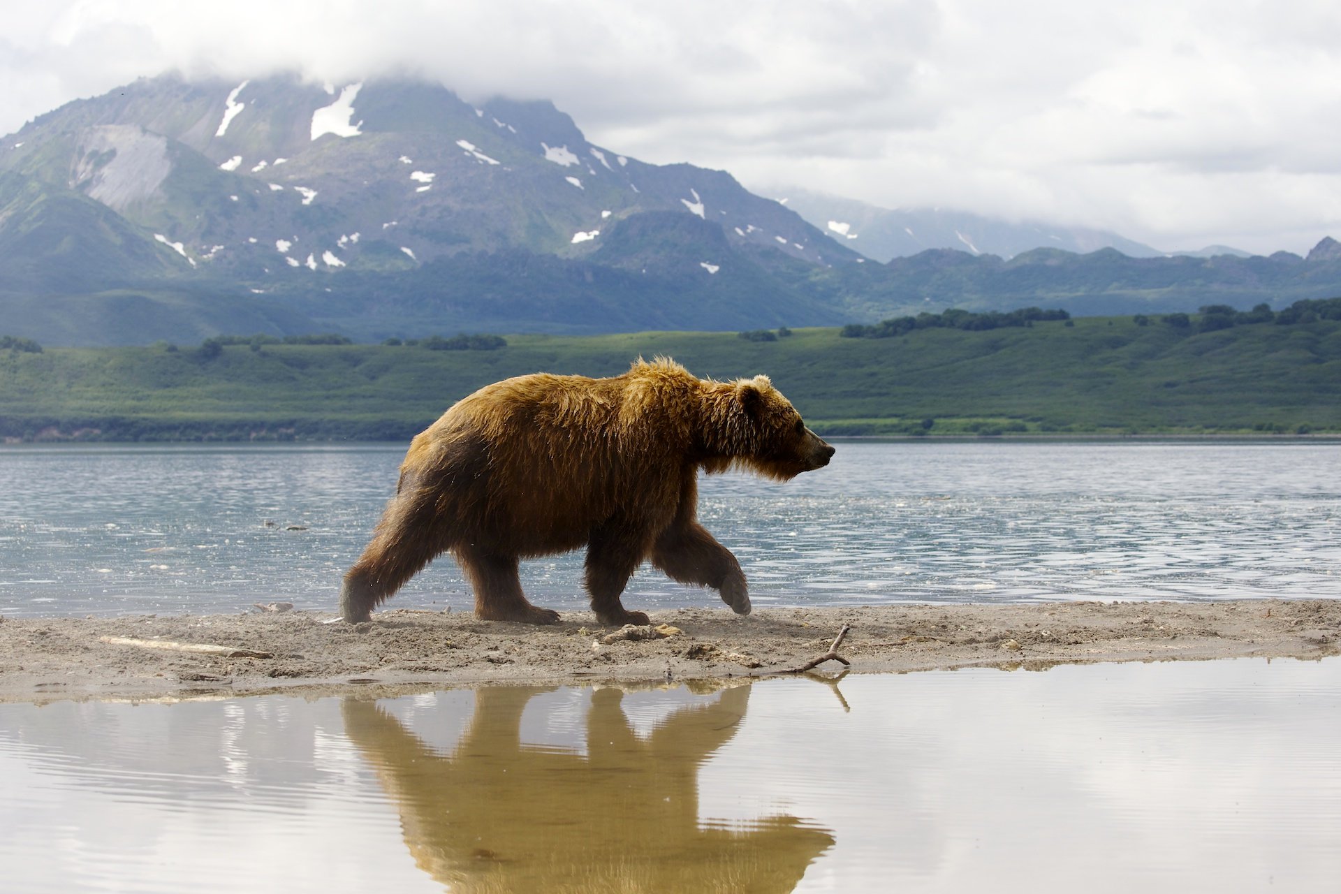 Где живет камчатский медведь. Бурый медведь Камчатки. Баргузинский заповедник бурый медведь. Бурый медведь Камчатский медведь. Бурый медведь Сахалин.