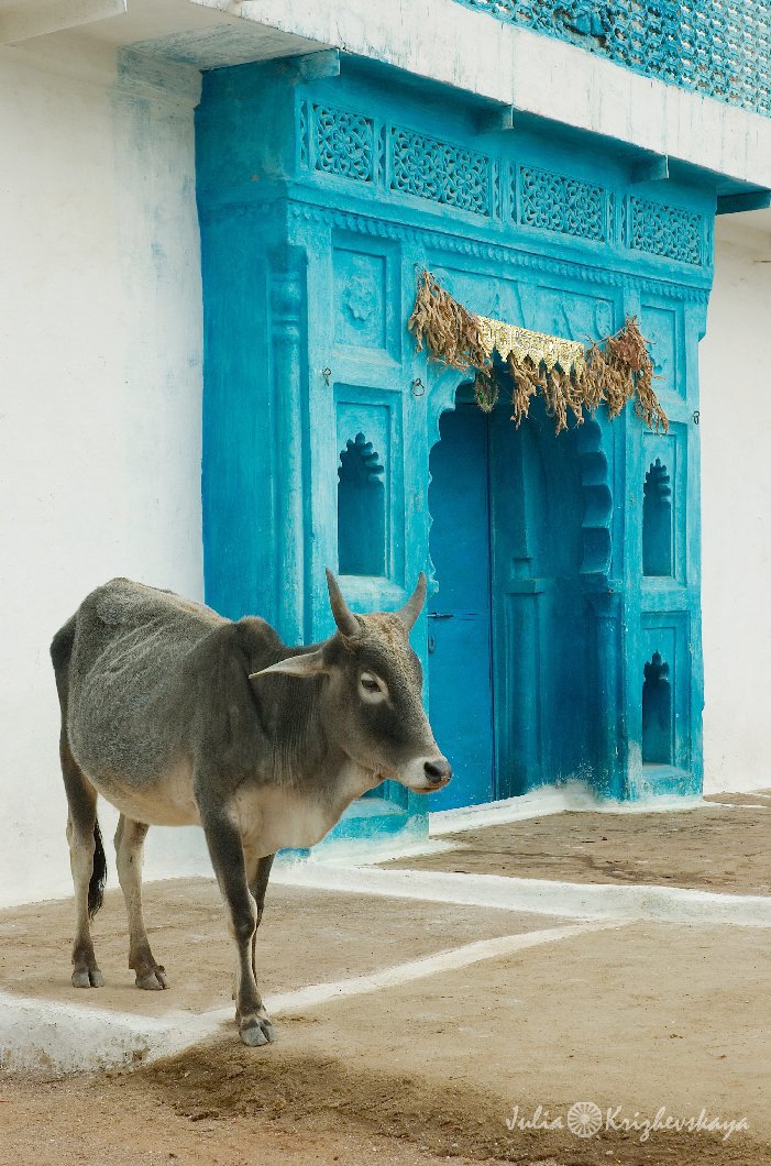 Корова и голубые ворота