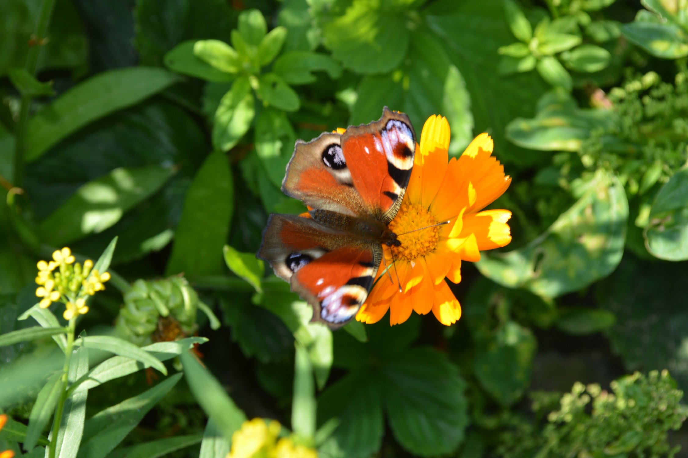 Редкий цветок