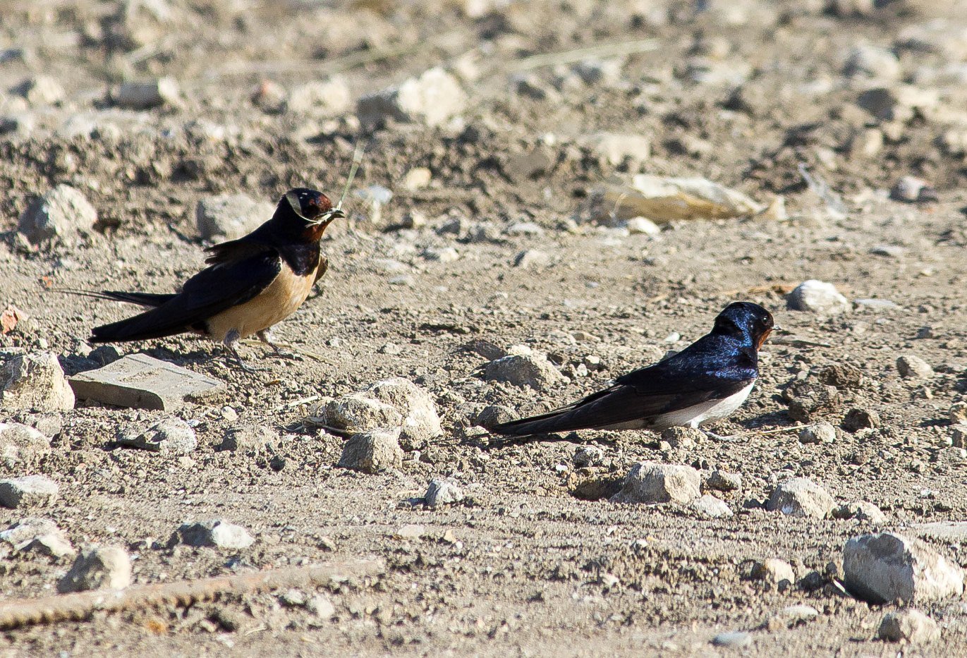 Ласточки Сальвадора Дали