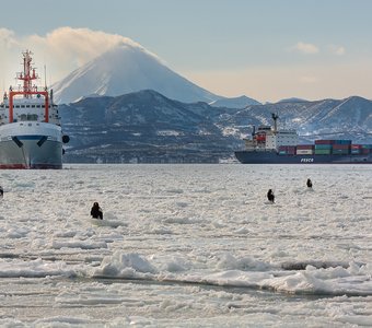 Камчатские пингвины