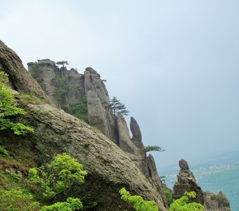 Сосны на скалах Демерджи