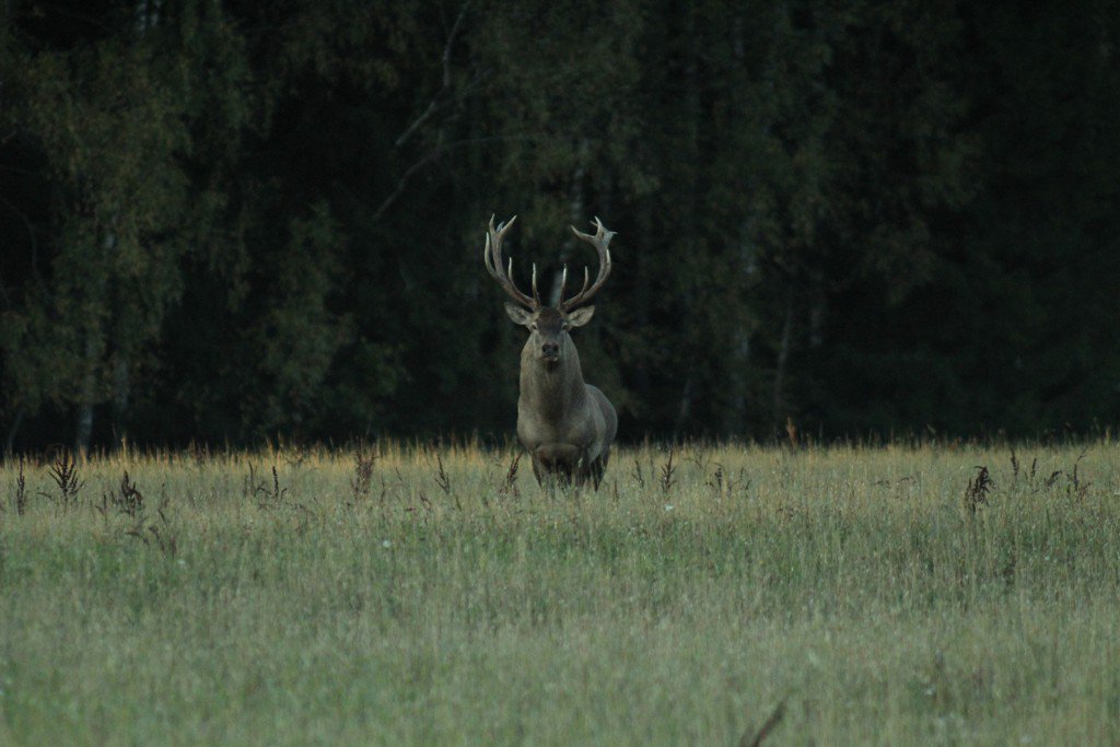 Взрослый самец - олень.