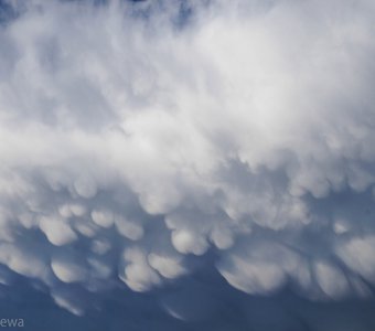 Mammatus