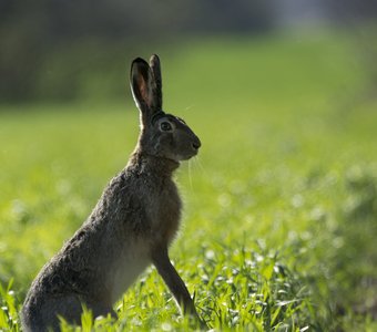 весенний заяц
