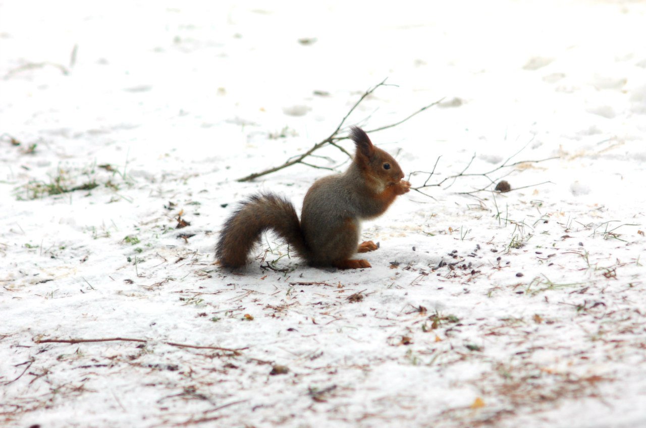 Белочка с орешком