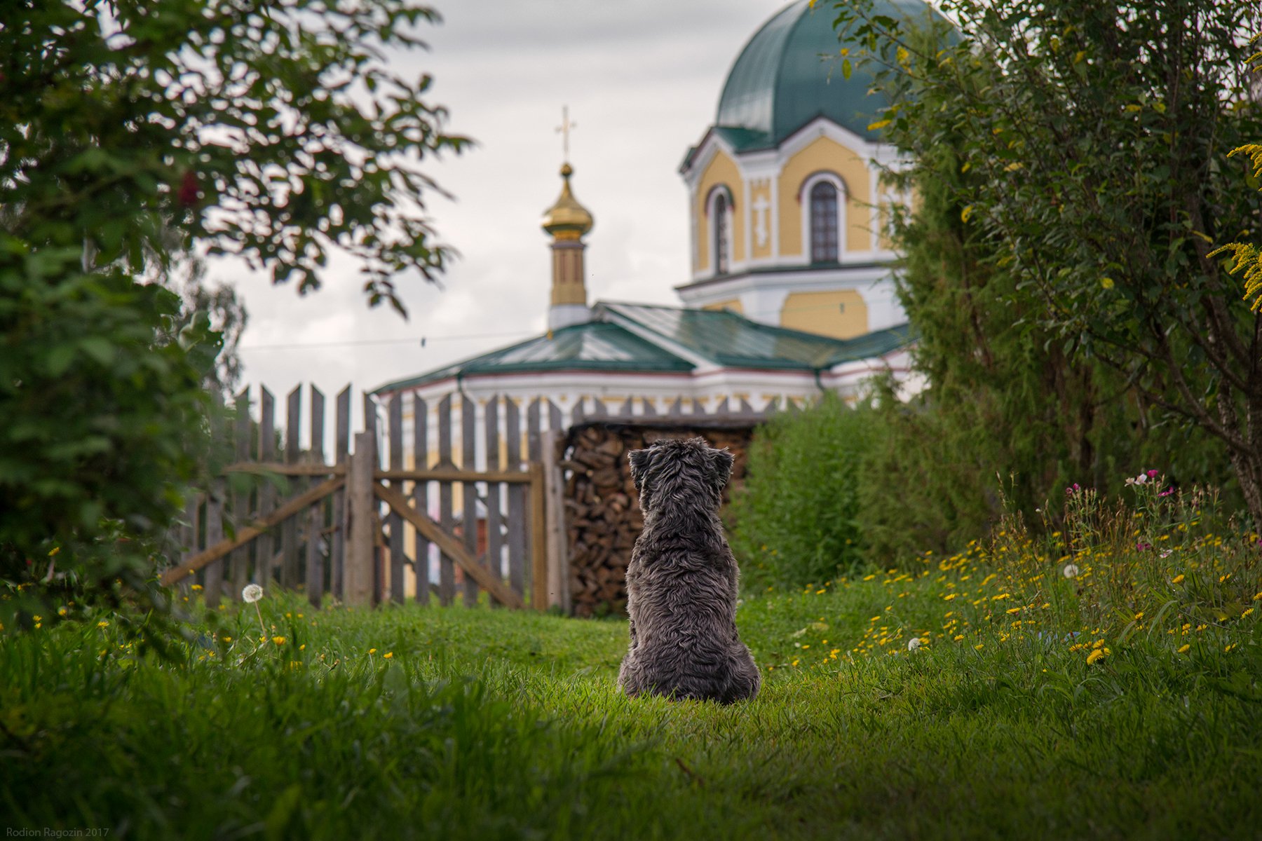 "В ожидании хозяина"