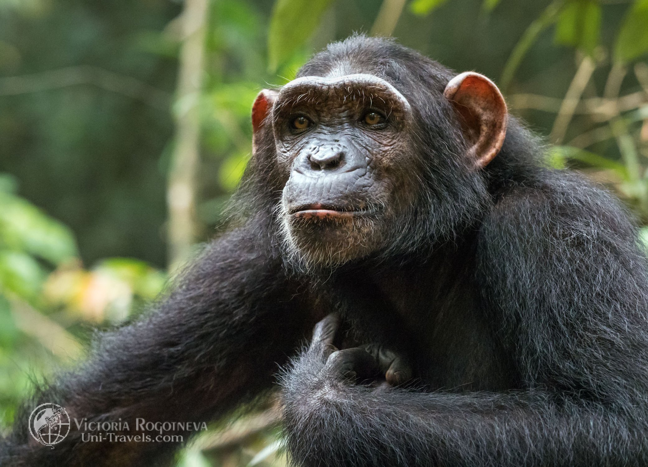 Шимпанзе из Ронго-Сонго Резерва