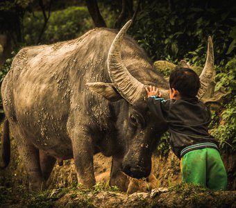 Мальчик и его ручной буйвол