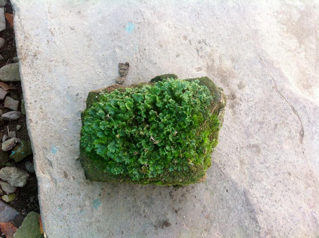 Природа, она везде.