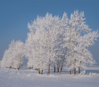 Зимние деревья в алтайских полях