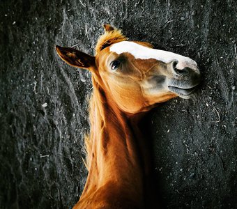 портрет лошади