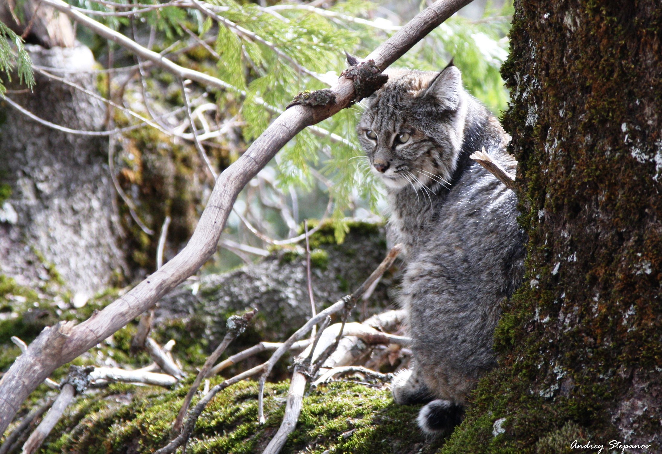 Bobcat из Yosemite Valley
