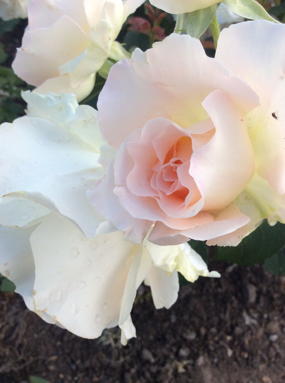 Садовая роза