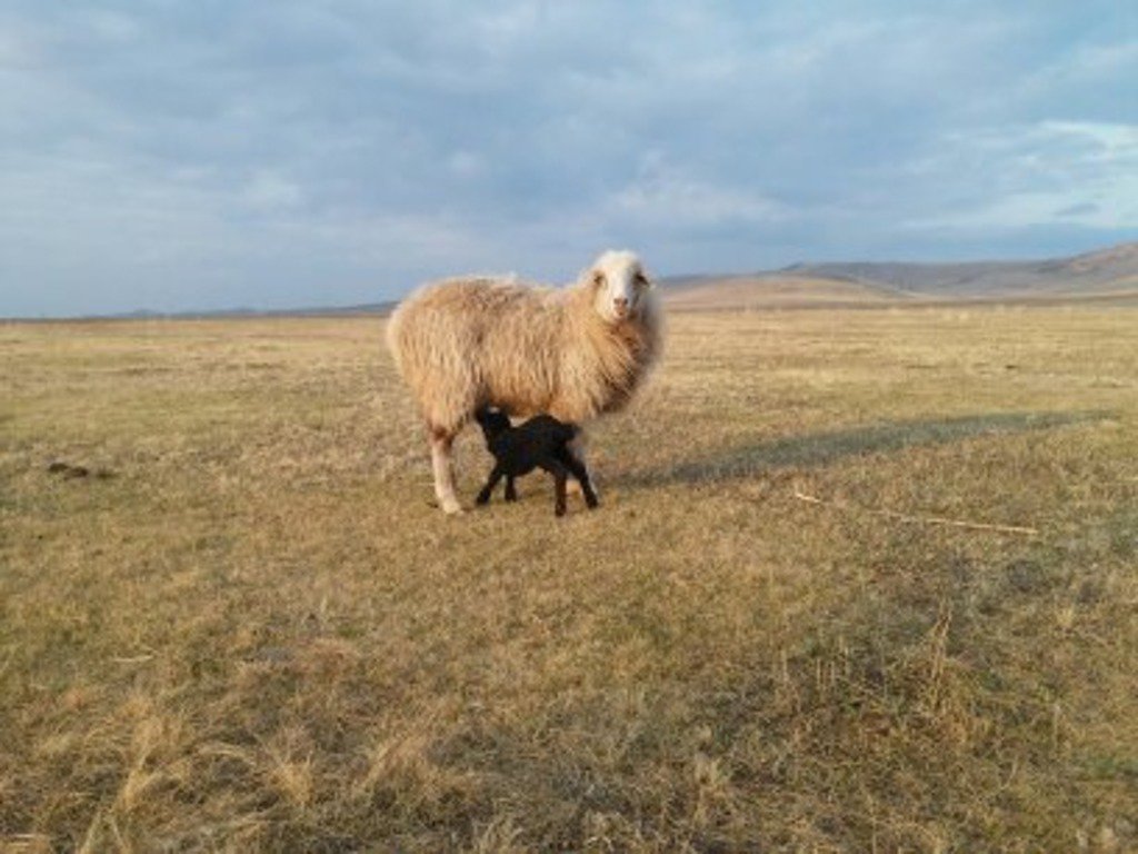 Материнство