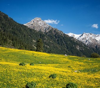 Жёлтые поля в горах Киргизии