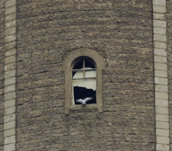 Голубь прячется от дождя в окне старой водонапорной башни