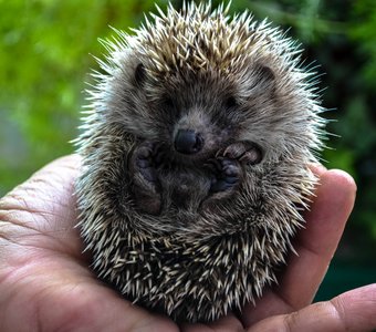 hedgehog