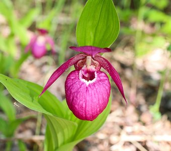 Инопланетянин