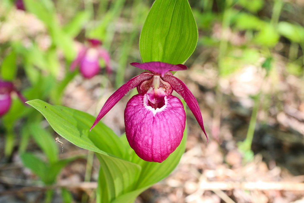 Инопланетянин