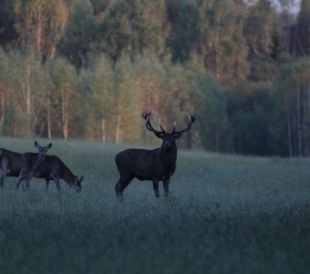 Европейские благородные олени