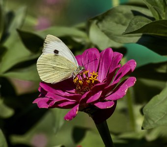 Цинния и бабочка-белянка
