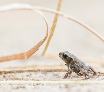 Малютка лягушонок