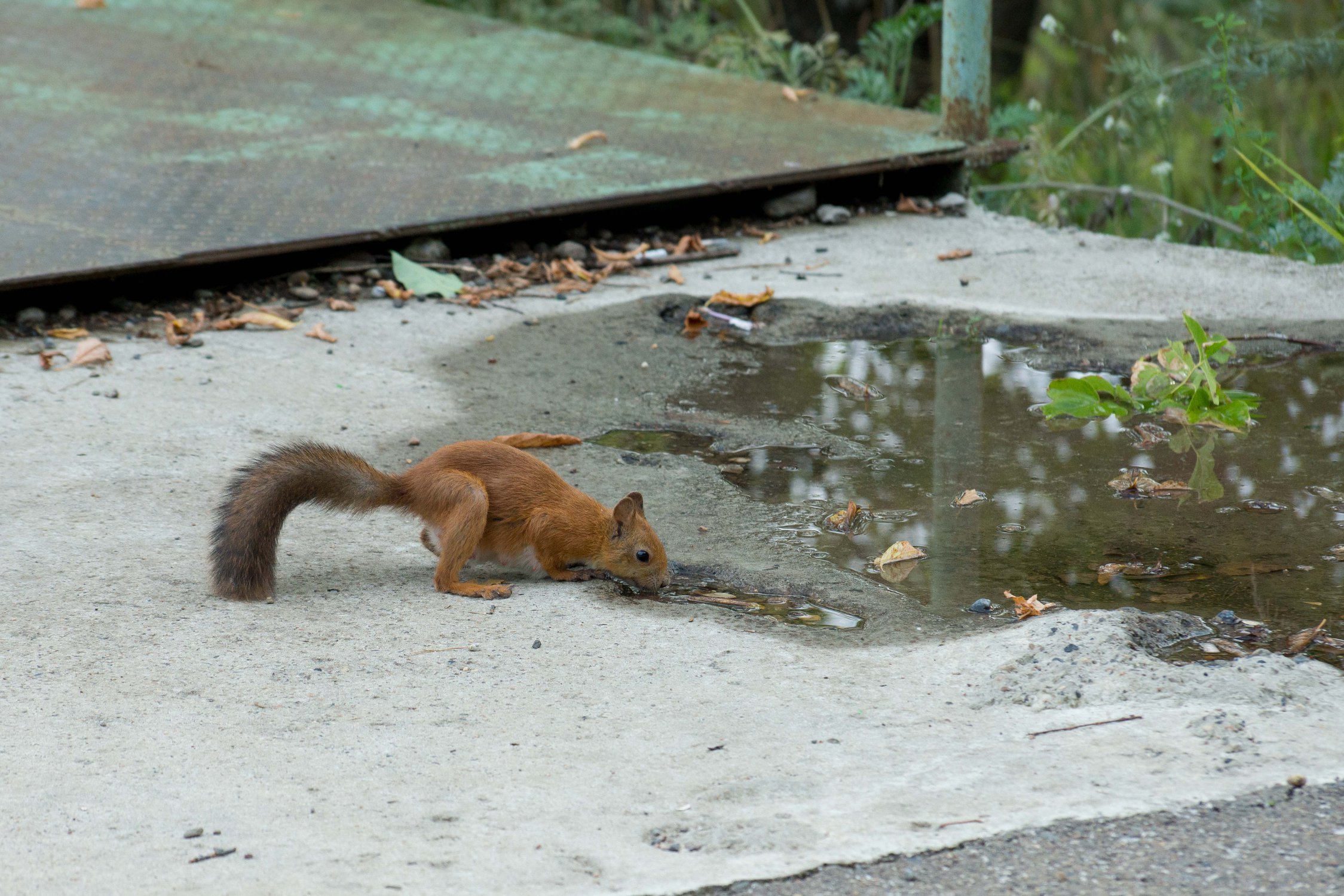 Городской водопой
