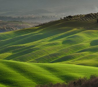 Зелные поля Тосканы