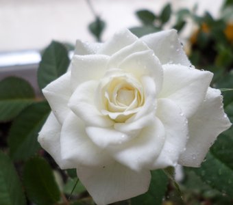 /upload/iblock/c10/c10d713bab2dd33df0fa82035d3df250.jpg