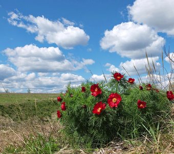 Аленький цветочек