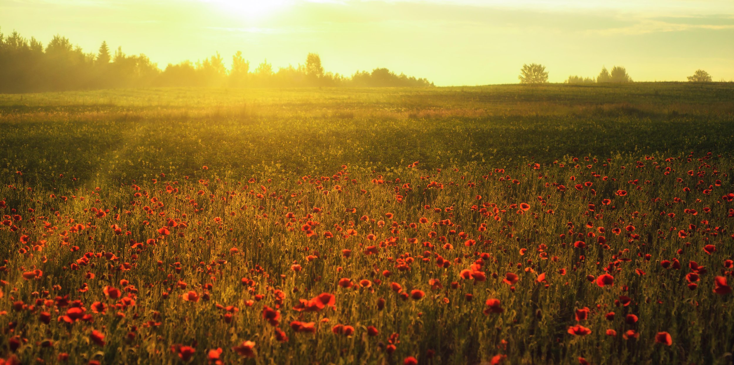 Маки Псковская область