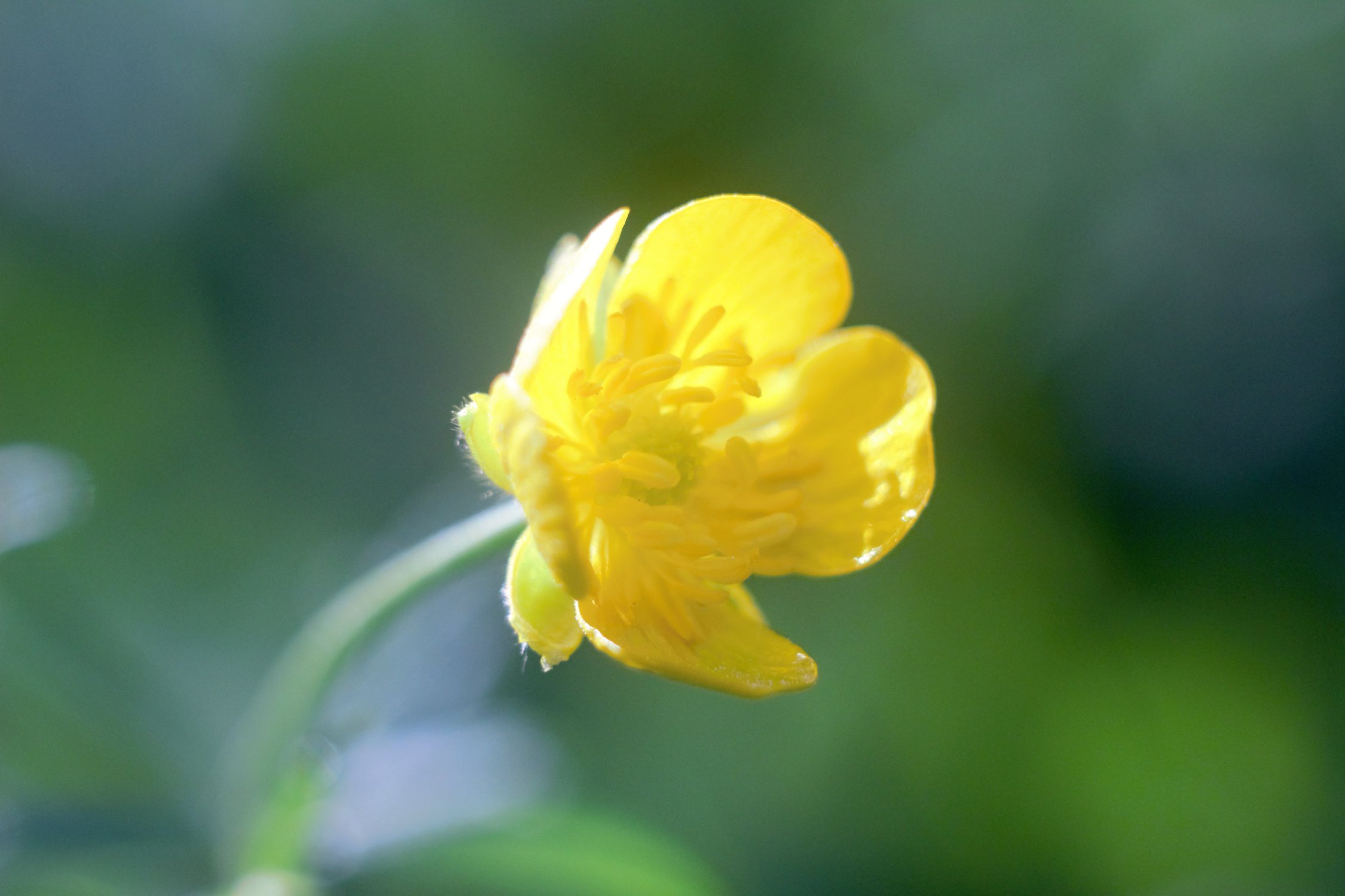 Лютик едкий (Ranúnculus Ácris