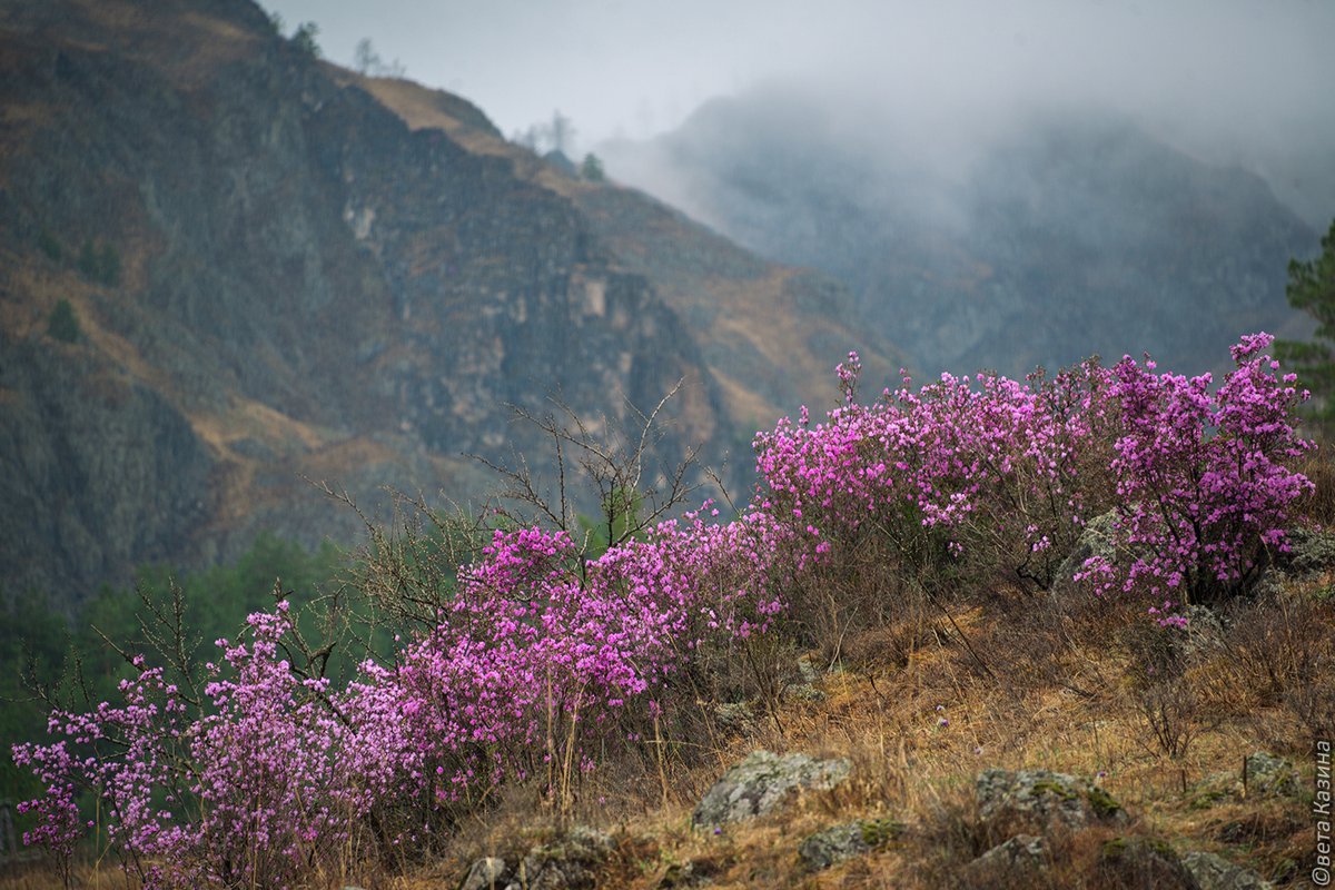 Цветение маральника в Горном Алтае