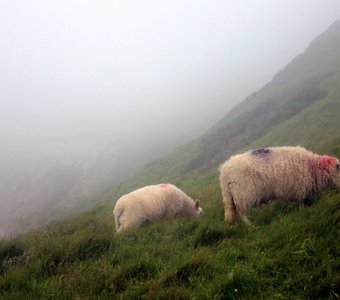 The magical sheeps from Wales