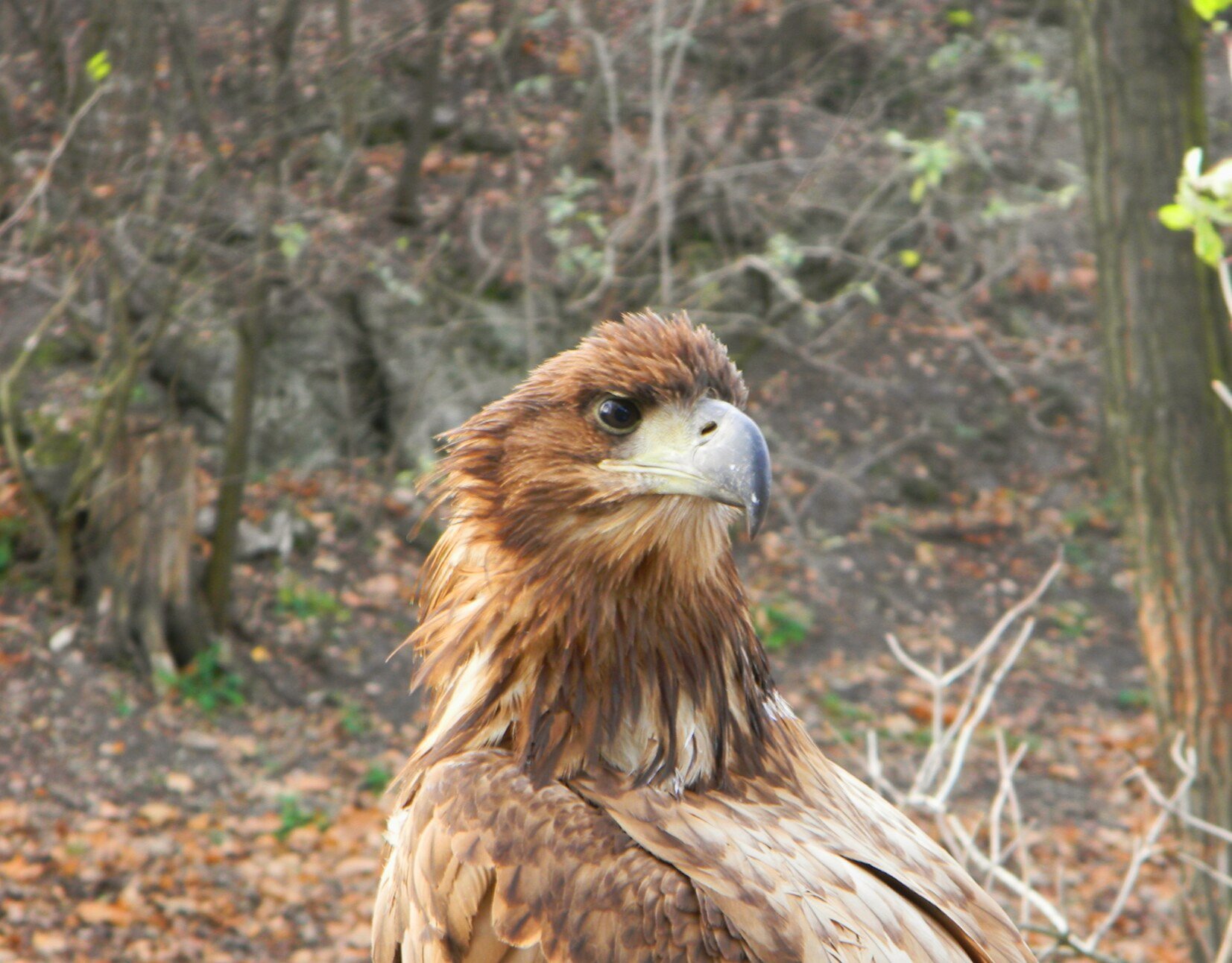 Зоркий глаз