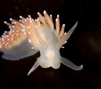 Голожаберник Корифелла (Coryphella verrucosa)